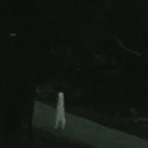 Meet your Posher, Molly